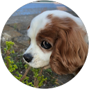 y chi profile picture